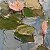 Water Lilies – order