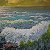 Bermuda-Brise — bestellen