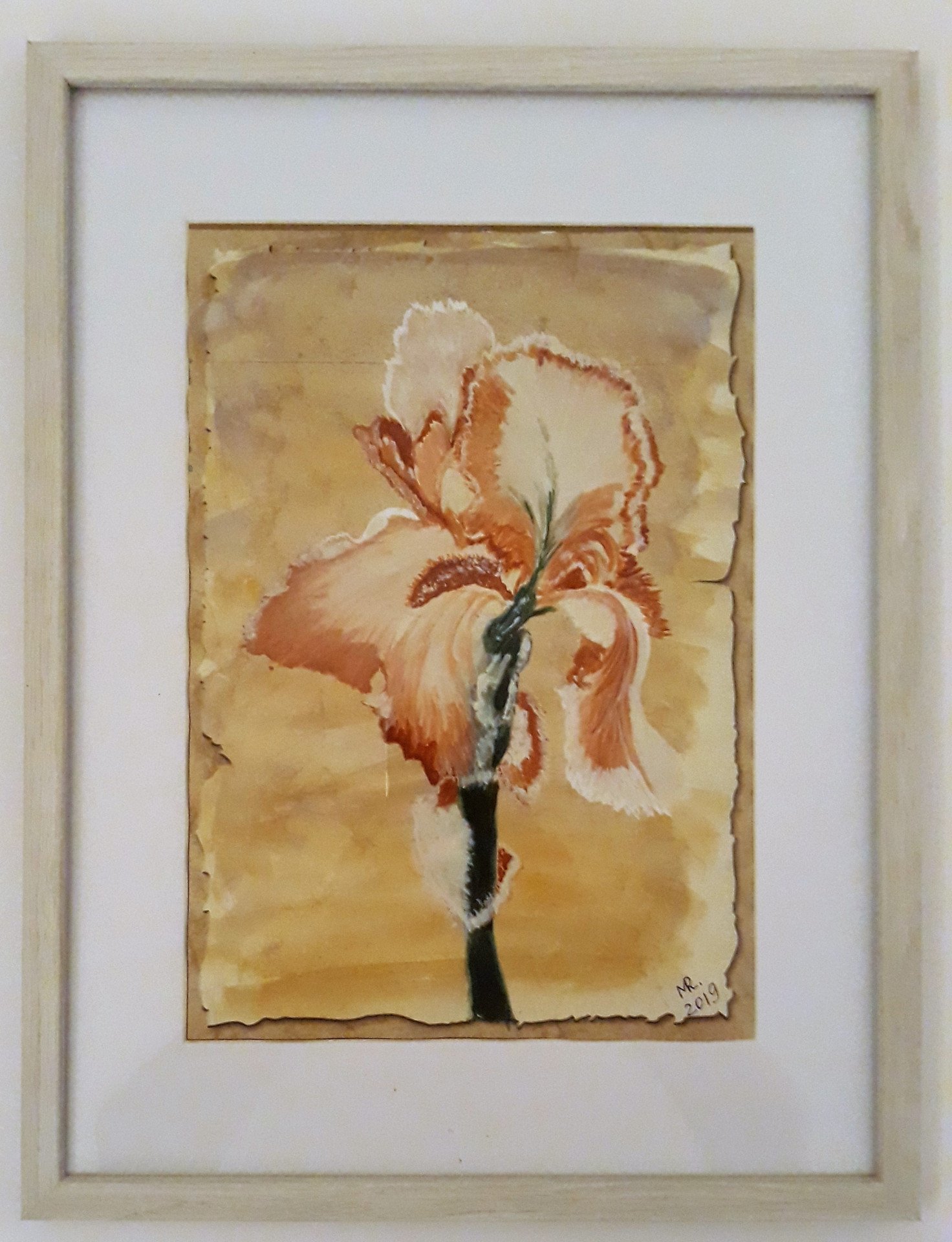 Chocolate iris - buy