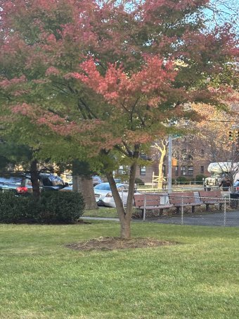 Fotografie "Winterbaum", fotograf/-in Amanda Harris in der Jose Art Gallery