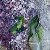 Lilac – buy online