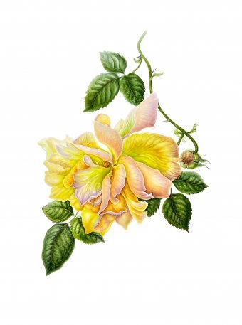 Fotografia "Ternura que dá à luz", fotógrafo Tetiana Vlasenko na Jose Art Gallery