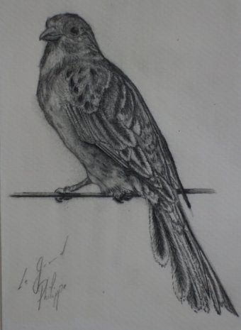 Gráfico "Pequeño gorrión", ilustrador Philippe Le Grand lápiz papel en Jose Art Gallery