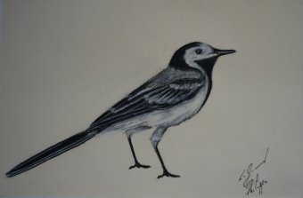 Gráfico "Bergeronnette grise", ilustrador Philippe Le Grand pastel papel en Jose Art Gallery