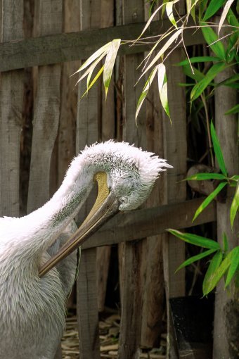 Fotografia "Luce mistica", fotografo Sergio Luiz Cerezer Benetti Sergio alla Jose Art Gallery