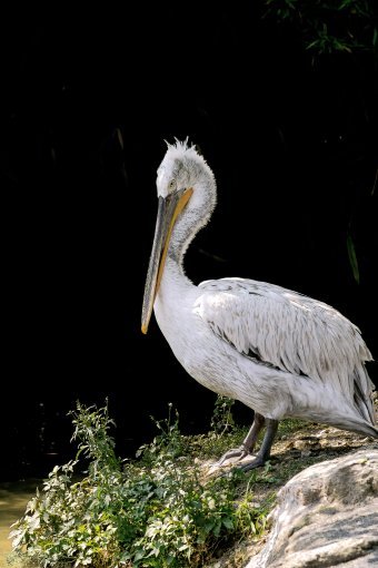 Fotografia "Natura alata", fotografo Sergio Luiz Cerezer Benetti Sergio alla Jose Art Gallery
