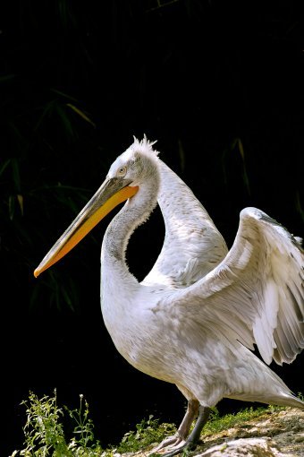 Fotografia "Sussurri delle ali", fotografo Sergio Luiz Cerezer Benetti Sergio alla Jose Art Gallery
