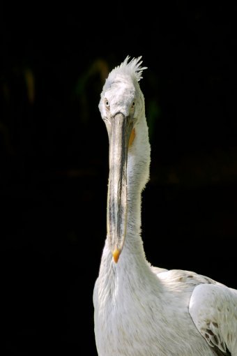 Фотография "Полет души", фотограф Sergio Luiz Cerezer Benetti Sergio в Jose Art Gallery