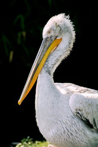 Fotografia "Ali della Trascendenza", fotografo Sergio Luiz Cerezer Benetti Sergio alla Jose Art Gallery