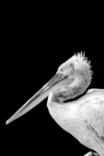 Fotografia "Silenzio alato", fotografo Sergio Luiz Cerezer Benetti Sergio alla Jose Art Gallery