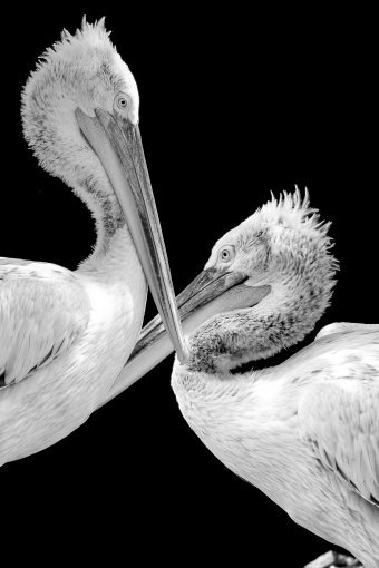 Digital Art "Flight of the Spirit" by digital artist Sergio Luiz Cerezer Benetti Sergio at Jose Art Gallery