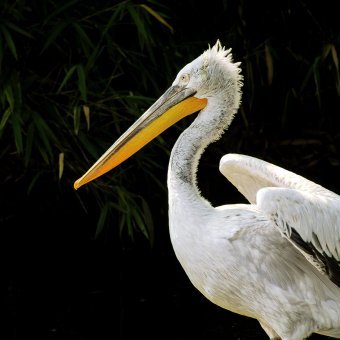 Photography "Abstract Nature" by photographer Sergio Luiz Cerezer Benetti Sergio at Jose Art Gallery