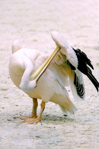 Fotografia "La vita degli uccelli", fotografo Sergio Luiz Cerezer Benetti Sergio alla Jose Art Gallery