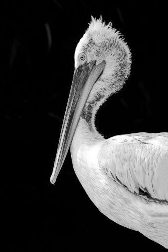 Fotografia "Il mistero delle piume", fotografo Sergio Luiz Cerezer Benetti Sergio alla Jose Art Gallery