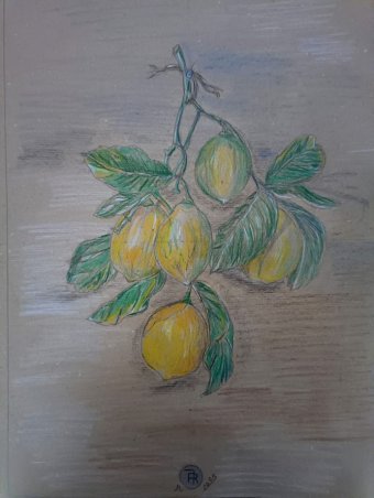 Drawing "Shades of Yellow. Lemons of the Mediterranean" by illustrator roberto ferrando pencil paper at Jose Art Gallery