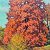 Autumn – painting