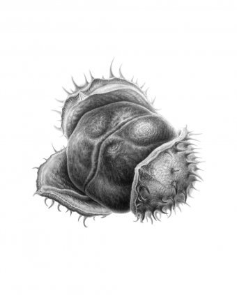 Графіка "Protected Tenderness", ілюстратор Tetiana Vlasenko графіт пластик в Jose Art Gallery