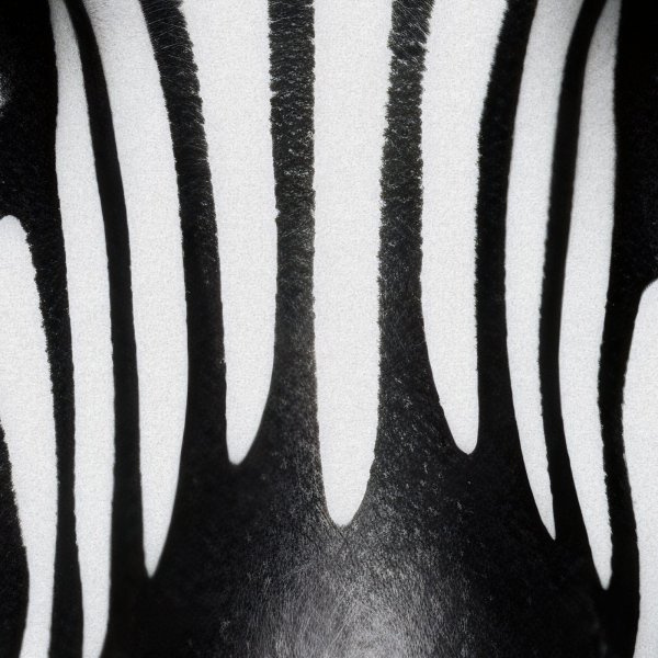 ZEBRA IDENTITY #2 (SYMMETRY) Drawing - Jecaslo