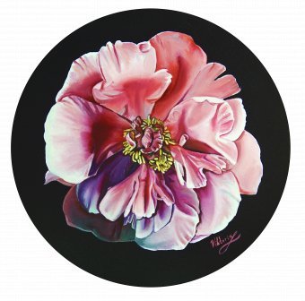 Delicate pink peony on a black background