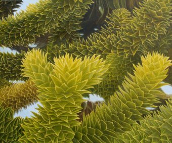 Painting "Chilean Araucaria: Nature and Realism" by painter Laura Antonia Maria Bazzero oil canvas at Jose Art Gallery