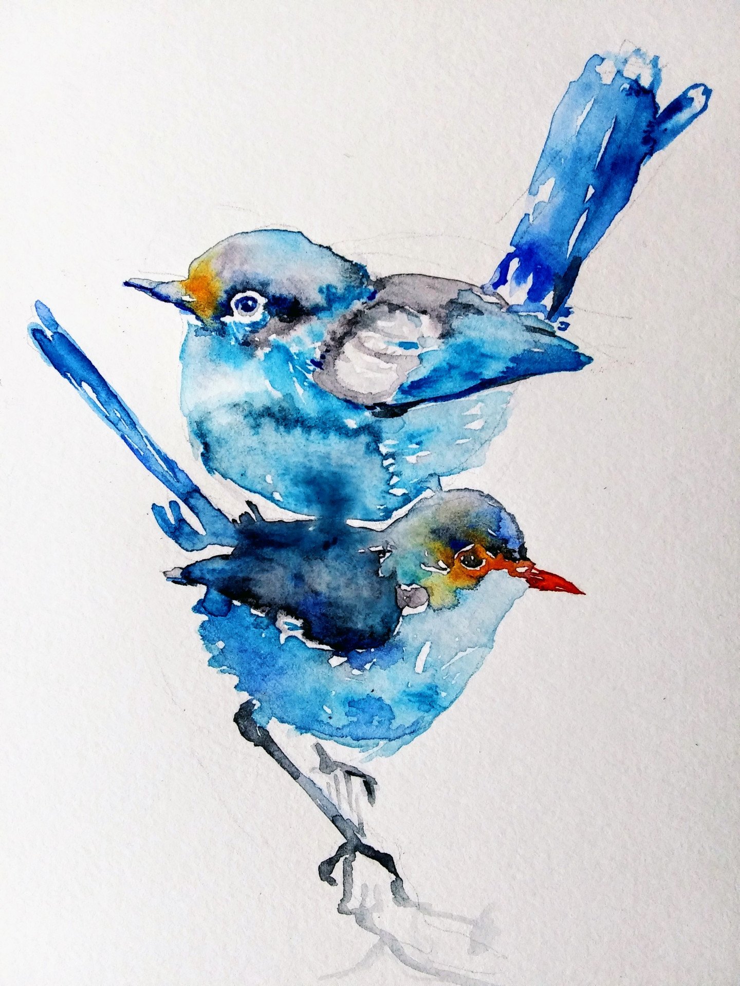 Blue birds - buy