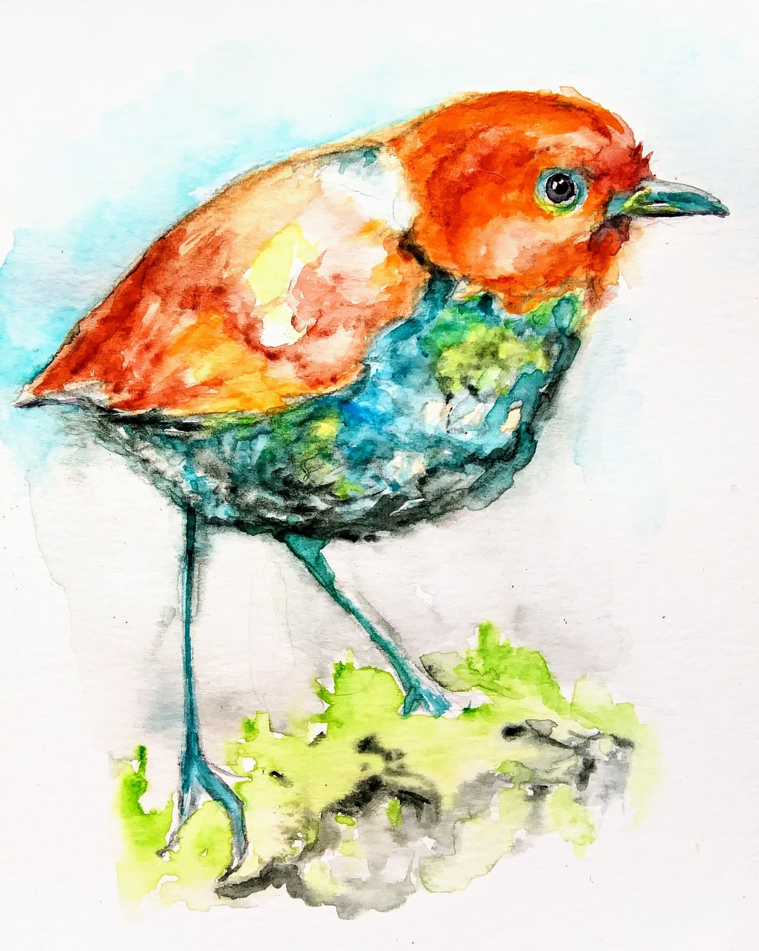 Bird. Colorful nature - buy