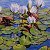 Water lilies – buy