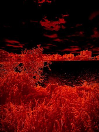 Photographie "Jardin réaménagé", photographe Amanda Harris à la Jose Art Gallery