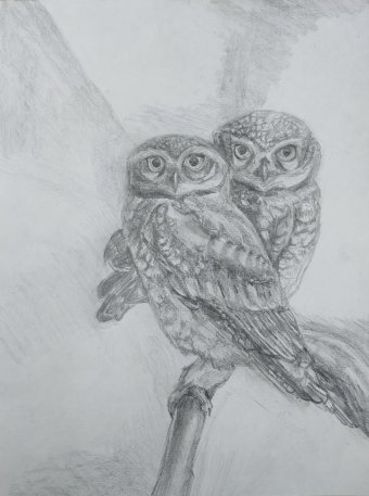 Pittura "Due gufi in stile grafico", pittore Salome Goglidze matita carta alla Jose Art Gallery