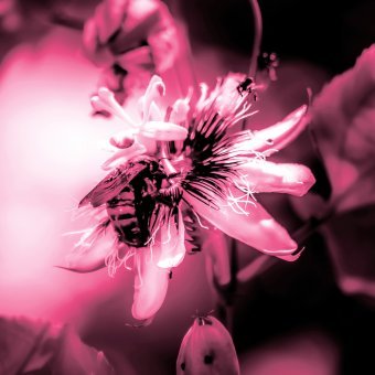 Fotografie "Geometrie des Lebens", fotograf/-in Sergio Luiz Cerezer Benetti Sergio in der Jose Art Gallery