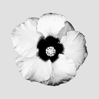 Digital Art "Flower Movement" by digital artist Sergio Luiz Cerezer Benetti Sergio at Jose Art Gallery