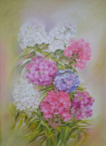 Phlox