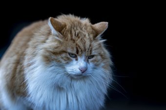 Fotografie "Die stille Macht der Riesenkatze", fotograf/-in Claudio Gennari in der Jose Art Gallery