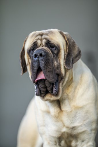 Fotografie "Der Mastiff: Ein starker und treuer Freund", fotograf/-in Claudio Gennari in der Jose Art Gallery