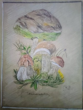 Gráfico "La esencia del bosque: volúmenes y sombras", ilustrador roberto ferrando lápiz papel en Jose Art Gallery