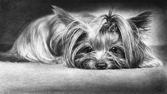 Grafica "Disegno Ti sta aspettando", illustratore Vladimir Sumarokov carbone carta alla Jose Art Gallery