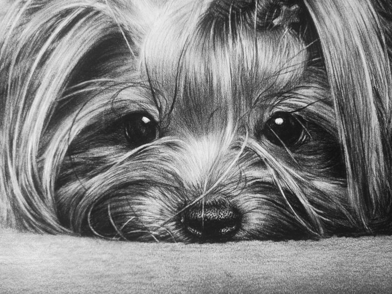 He’S Waiting For You Drawing Painting by Vladimir Sumarokov