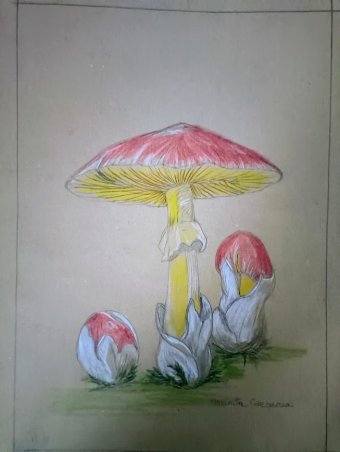 Drawing "The Food of the Gods: Rare Boletus Romanorum" by illustrator roberto ferrando pencil paper at Jose Art Gallery