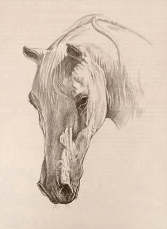 Drawing "FIOS NA NATUREZA" by illustrator leonardo reina pencil paper at Jose Art Gallery