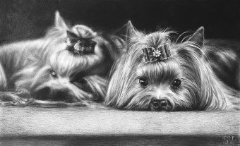 Yorkshire Terriers Friendship Charcoal Art