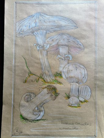 Drawing "Awakening in the Undergrowth: Nature and Light" by illustrator roberto ferrando pencil paper at Jose Art Gallery