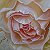 Roses and the geometry of spa – buy