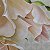 Roses and the geometry of spa – order