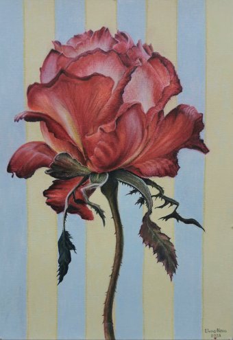 Rosa