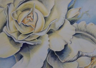Cream roses on a blue background
