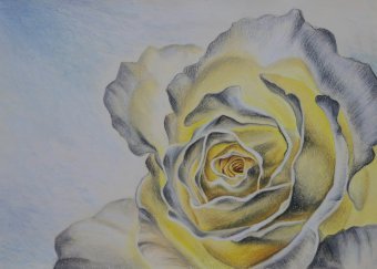 The Inner Glow of a Rose
