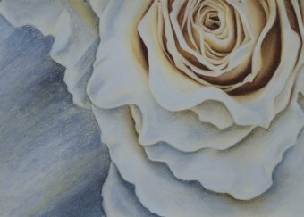 White Rose