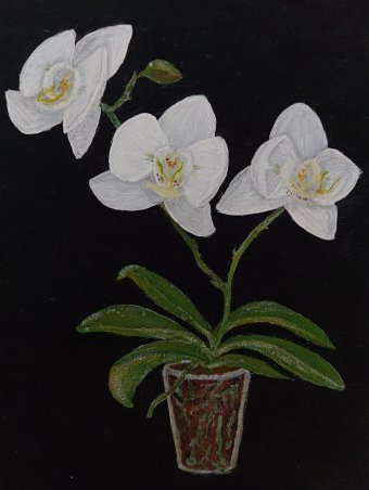 White Orchid
