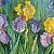 Iris Rainbow: A Burst of Spring Colors – buy