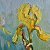 Iris Rainbow: A Burst of Spring Colors – buy online